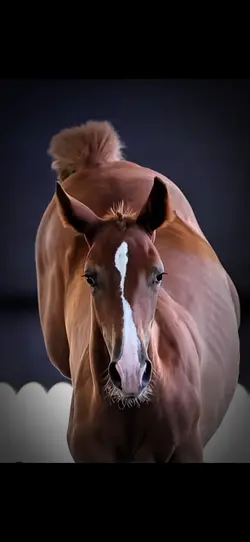 FOALS rockthatbody