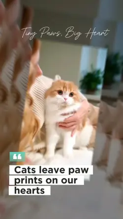 PET LIFE STORIES
