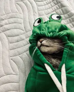 kata kata