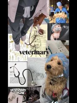 VET