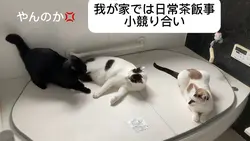猫動画