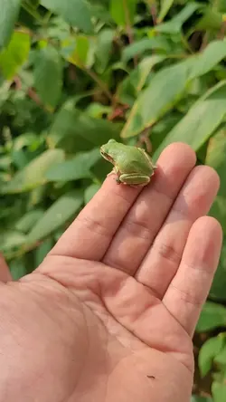 개구리