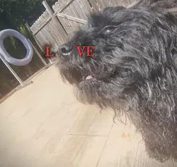 Puppy Love 
