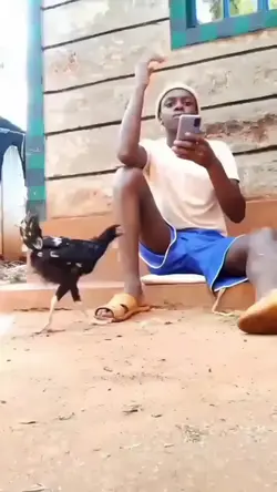 di patuk ayam