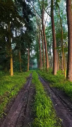 Woods + photo 