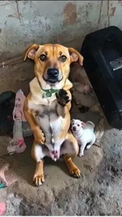 Jamal