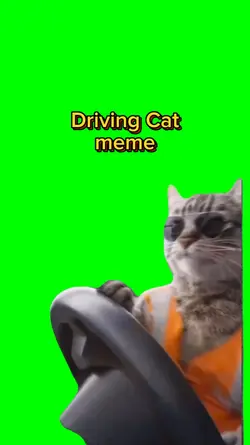 Driving Cat