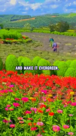Evergreen