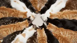 cat intro