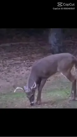 Rehe  sind schnell