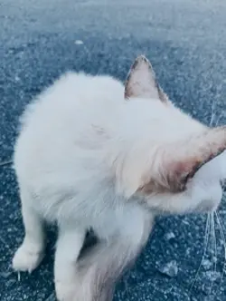 My cat