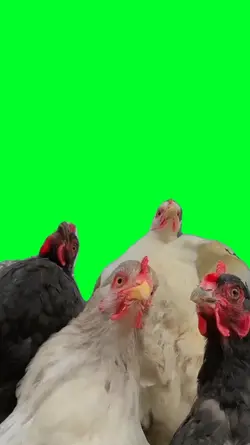 Chickens bopping