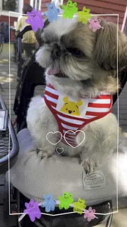 大切な家族へ🐶❤️