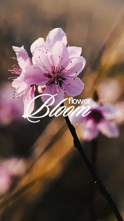 Flower bloom