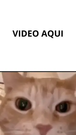 MEME GATO RISADA 