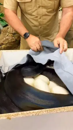 Snake effect 
