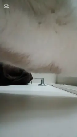 meow