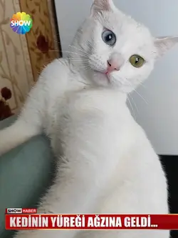 Kedinin İmtihanı