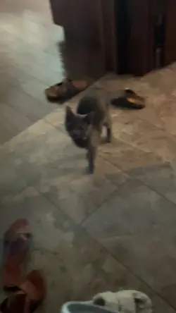 Cat core
