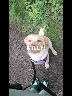 Milly