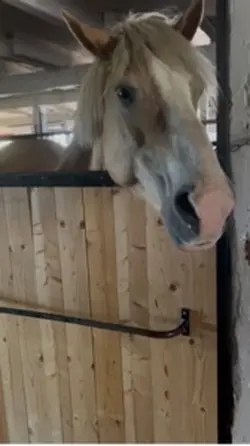 Text går att ta bort