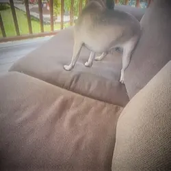 Pug