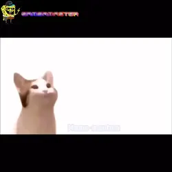 Pop cat skittle meme