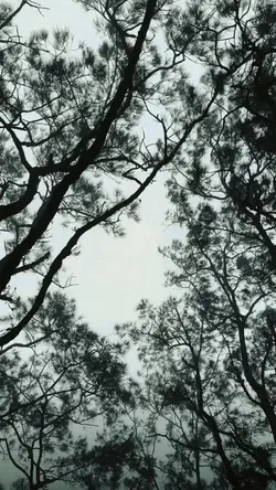 hutan yg tenang