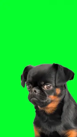 anjing reza arap