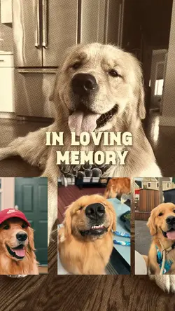Dog rip