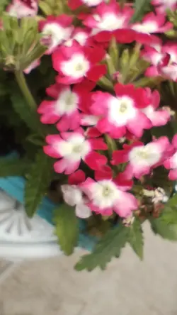 flores  bellas