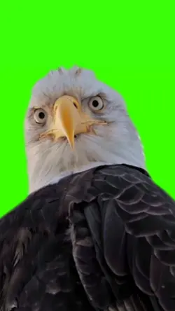 eagle stares 