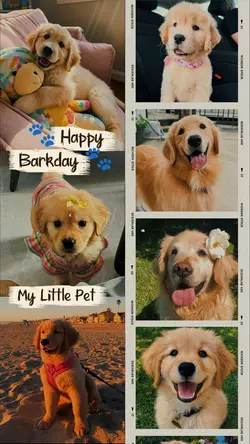 Dog Birthday