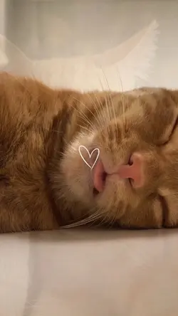 my cat