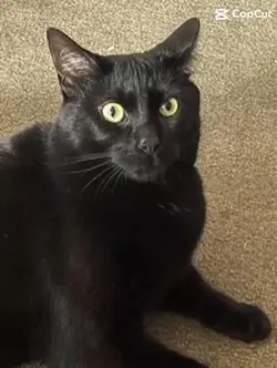 Mohawk