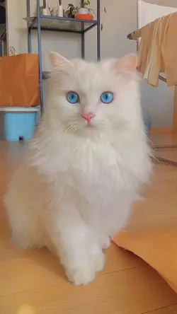 Viral Cat Blue Eyes 
