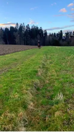 slowmo horse ❤️🔥
