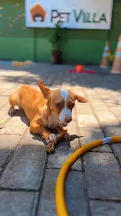 Creche canina 
