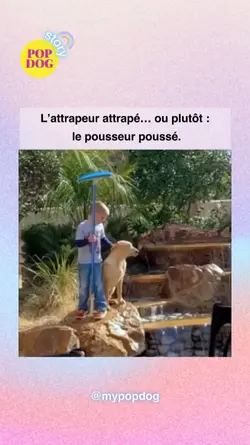 Popdog story 
