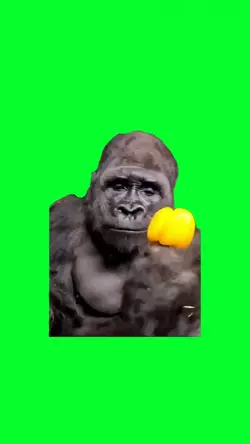 gorilla eating