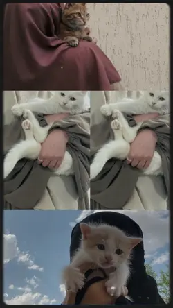 arabsong