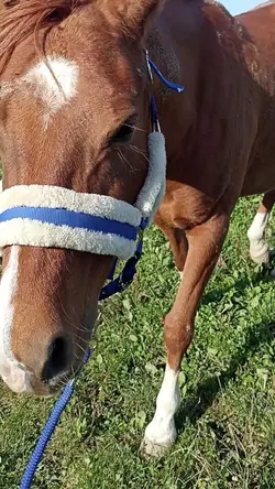 Fifi de mrecredi