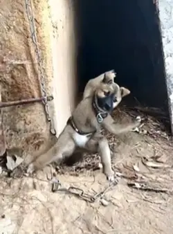 Ai kung fu