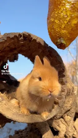 Bunny likes honey