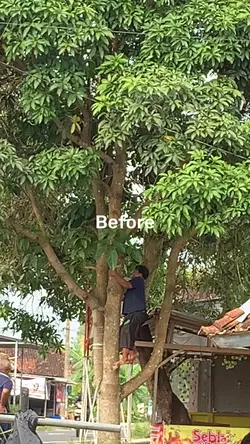 Before after core