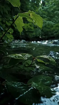 4 CLIPS VIDEO