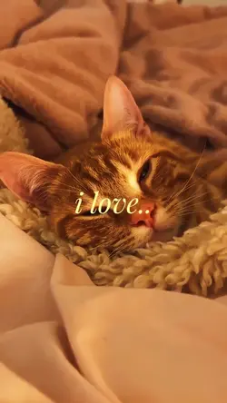 cute cat