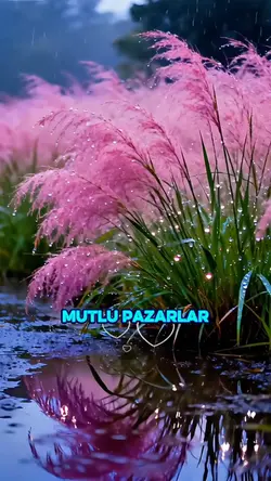 mutlu pazarlar 