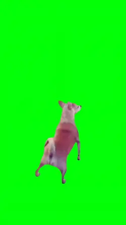 DOG TWERKING