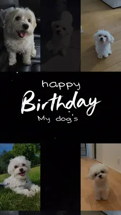 birthday my dog pet